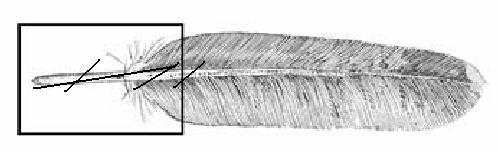 2.2 Methods 2.2.1 Lab methods DNA extraction from feathers To extract DNA from the feathers, first the calamus of the feather was cut longitudinally or diagonally, and barbs, vanes and the upper part