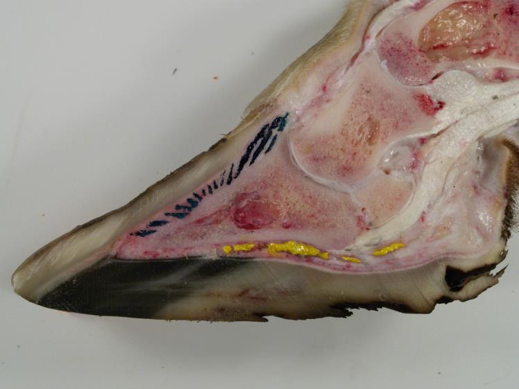 forces on the corium of the sole Healthy Fat Pad Hemorrhaging