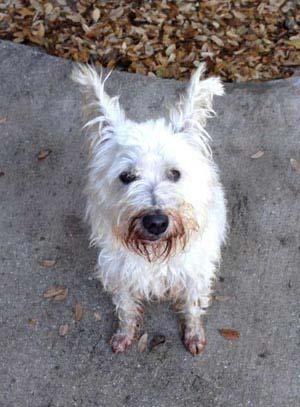 WestieMed News Page 2 Lucky Westies We Helped In 2017 Lucky is a 6 year old Westie that ran in front of our van, sat down and stared at us. My husband opened the door and he jumped right in.