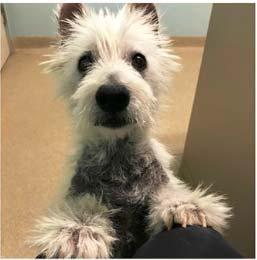 WestieMed News Page Page 65 Westies We Helped In 2017 Nemo Nemo came to us in terrible shape. He was found as a stray and picked up by animal control.