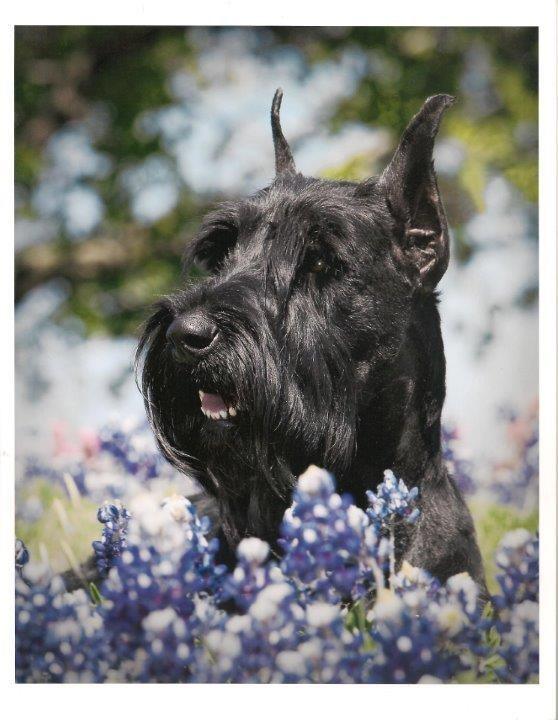GSCA E NEWSLETTER Celebrating more than 50 years of the GSCA Giant Schnauzer Club of America, Inc. is a member club of the AKC. Editor: Robyn Elliott ilovegiants@hotmail.