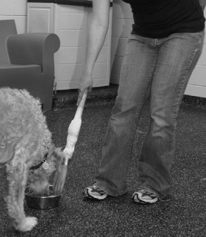 item 5: food behavior insights gained from item five: Have the Observer hold the dog on leash. To identify food aggression.