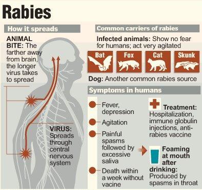 Rabies in Other Animals Horses,