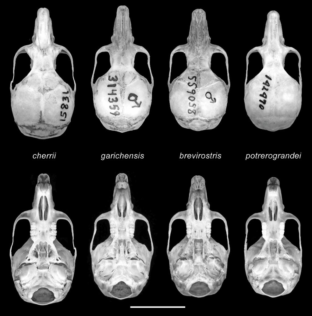 2009 GARDNER AND CARLETON: NEW REITHRODONTOMYS 169 Fig. 6. Dorsal and ventral views (ca.