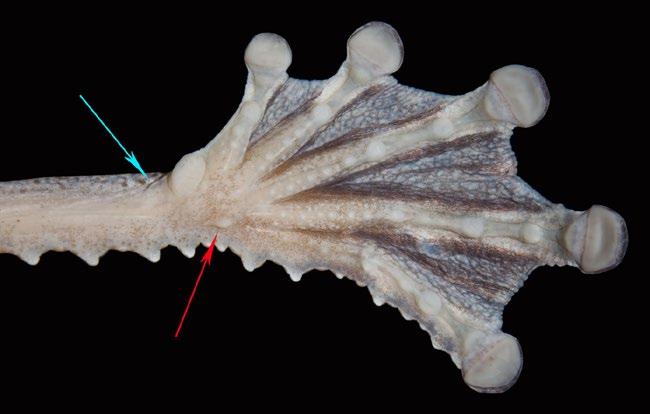 Fig. 11. Ventral view of the foot of a Costa Rican specimen of Ecnomiohyla bailarina.
