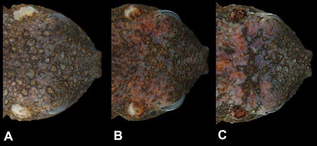Fig. 8. Variation in the amount of pigmentation in the tympanic membrane of the three Costa Rican specimens of Ecnomiohyla bailarina. (A) = UCR 22287; (B) = CRARC 0094; and (C) = UCR 22288.