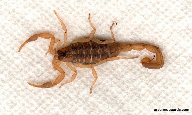 Scorpions In the United Stated scorpions are mostly located in the dry regions of the Southwest.