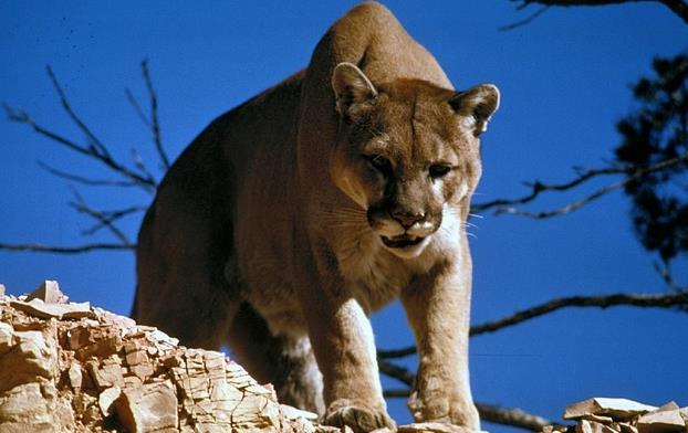 Eastern United States. Nowadays it is very rare to see a mountain lion in the wild, let alone to be attacked by one.