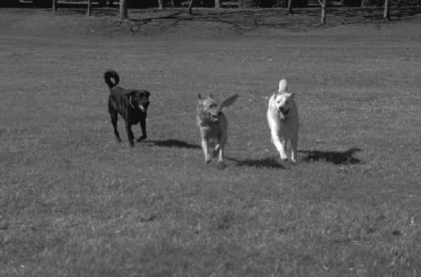 Daily dog-dog play outside the kennel. Rudimentary behavior training (clicker training, teaching to sit, fetch, etc.