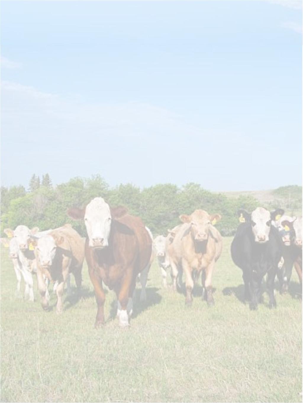 Show-Me-Select Bred Heifer Sale Crossbred & Purebred Heifers Mostly Angus & Angus Cross heifers with a few BWF