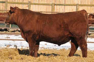 More ET sons of Forever Queen 950 sired by Advantage... Lot 4... he will give your program an unfair advantage! - Upper Hand 7269 is the standout bull in the pen... the one your eye catches every time!