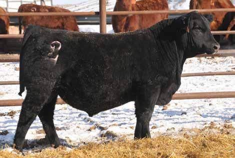 Lots 17 & 18... KF Rito 3115 sons out of Independence dams! Lot 17... outcross genetics by SAV Resource! - Wow... take a look at this rascal... He started out with only a 67 and finished with a 1214!