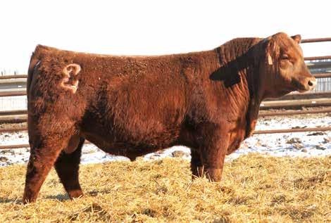 Powerful full brothers with Calving Ease... Lot 22... 10 CED, -4.0, & 0.54 MB! - These ET Independence sons out of Top Rita are super stout!