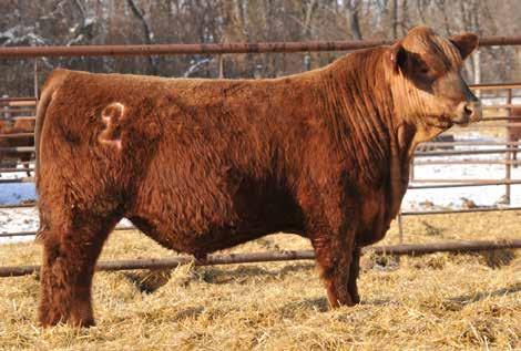 - The dam, Top Rita, was a top donor cow in our program for years, and now resides at RMR Livestock in Long Prairie, MN.
