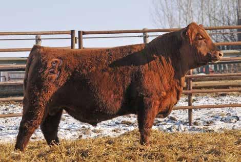 - Lot 30 is the #1 Marbling bull in the offering, with a 1.09 EPD! He is also a super calving ease bull with strong maternal traits and adequate growth.