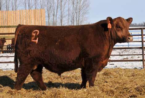 Lots 31-34... high performing sons of Jacobson Freedom 4056! Lot 31... calving ease without sacrificing growth!