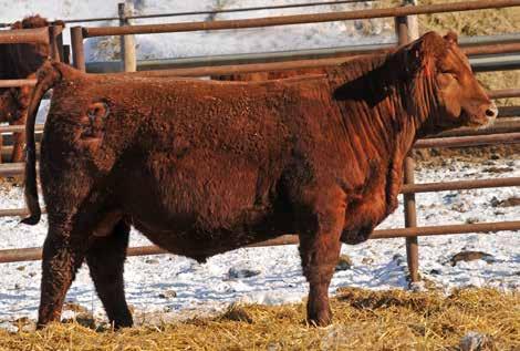 ... Freedom was our high selling bull in 15 to Rich Red Angus & 3-J Farms! Lot 33... performance in an attractive package!