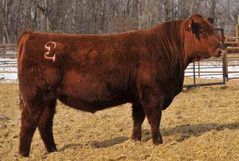 Lots 43 & 44... ET Mtn Sign sons out of Copper Queen 2657! - Lot 43 is the first of two very attractive, stout made ET brothers out of the famed Copper Queen 2657 donor dam!