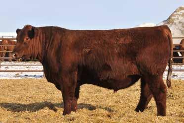 46 Lots 45-50... high maternal and marbling sons of 5L Mtn Sign 435-10Z!