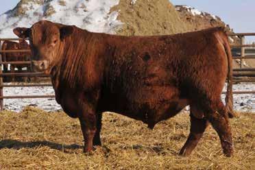 49 Lots 48-50... Mtn Sign sons that will add Maternal and Marbling! 5L Mtn Sign 435-10Z... is known for his milky daughters and tasty steers!