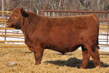 11 Top% 77 43 47 25 50 41 60 58 81 96 71 11 98 48 85 56 There is a little more than luck involved with these sons of 3SCC Lucky! - Lot 54... powerhouse performer with 110 WR and 108 YR!