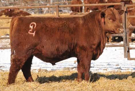 Lots 57-60... our first sons of outcross sire, Ridge Aces 5030! Lot 57... is backed by a herd bull producing dam! - Lot 57 is the first son to sell sired by our young outcross sire, Ridge Aces 5030.