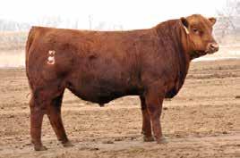 02 Top% 98 99 98 58 60 80 70 42 42 51 94 81 78 78 63 A pair of Aces is usually a winner... - Lot 59... posted an impressive 701 and 106 WR! Last year a mat. bro sold to John Buer in SD.