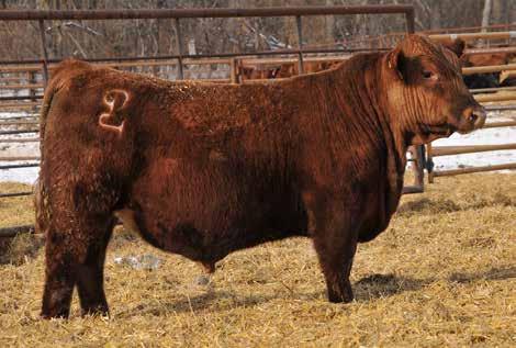 Lot 74... is a moderate deep bodied chunk of beef! - Lot 74 might be the last bull to sell in this event, but he is definitely not a last place kind of bull!
