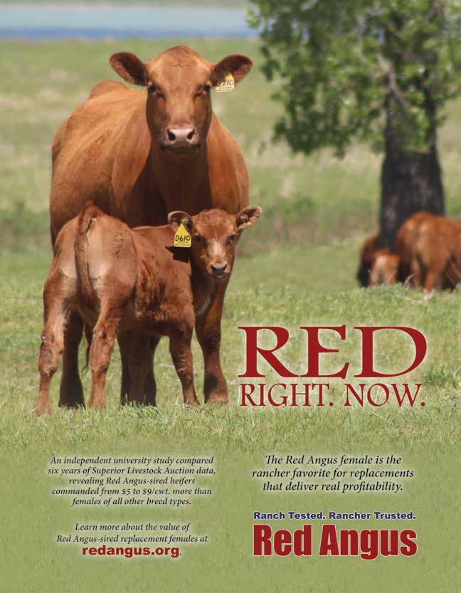 Red Angus Females... the hottest chicks in the industry! Get in the Red Angus business today.
