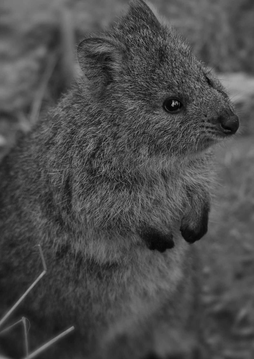 Species Profile: Quokka http://www.environment.gov.au/cgi-bin/sprat/public/publicspecies.pl?taxon_id=229 http://www.abc.net.