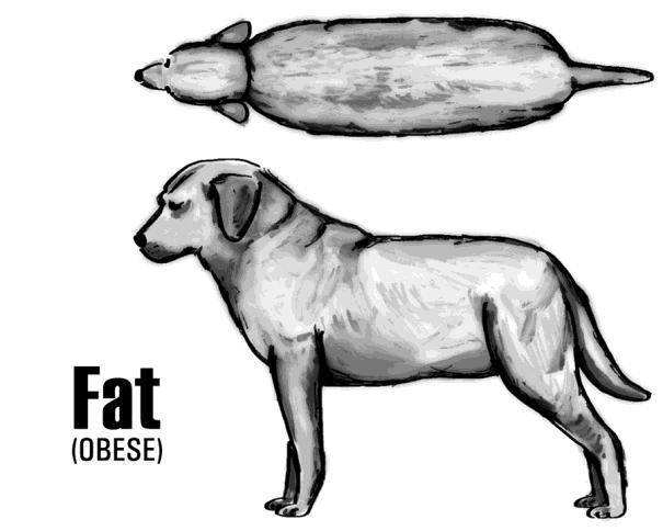 When you run your fingers over your dog s ribs, you should feel a thin layer of fat sliding over the ribs and spine. If the ribs are hidden under a layer of fat, your dog is overweight.