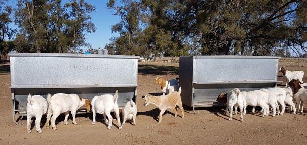 Good nutrition assists production The Stewarts buy-in some wether goats opportunistically to finish for meat markets and maintain a dynamic biosecurity plan to minimise the risk posed by this