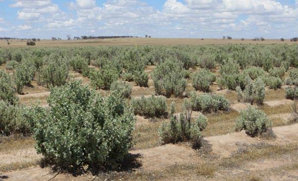 Browse is provided here as saltbush. Grazing cattle alongside goats can contribute strongly to better worm control by reducing pasture contamination with worm eggs and larvae.