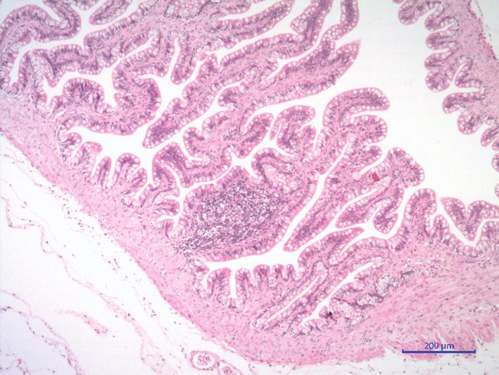 The muscle layer has bundles in two directions and vascularized serosa is also quite distinguishable Small Intestine The transition between the pylorus and the duodenum was gradual.