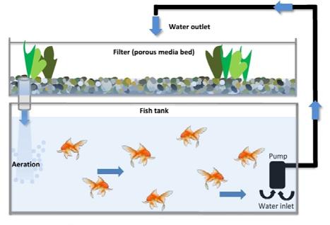 MATERIALS AND METHODS Our aquaponic system consists of (Figure 1): - rearing tank for raising and feeding the fishes (47x37x42 cm, V=73 cm 3 ); - biofilter, a place where the nitrification bacteria