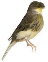 Introduction The following pages have been written for the purpose of conveying to any newcomer to the Gloster Canary fancy or any breeder interested in how I carry out my annual breeding plan which