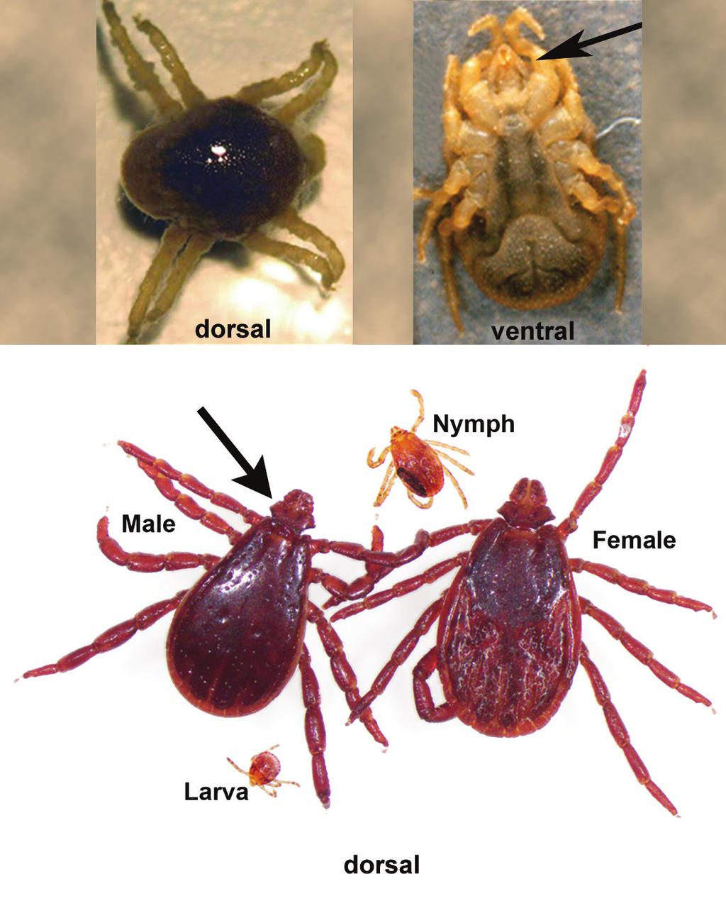Major groups and feeding stages of medically important ticks: Soft ticks (A) lack dorsal scuta and have mouthparts that originate on the ventral surface (arrow).