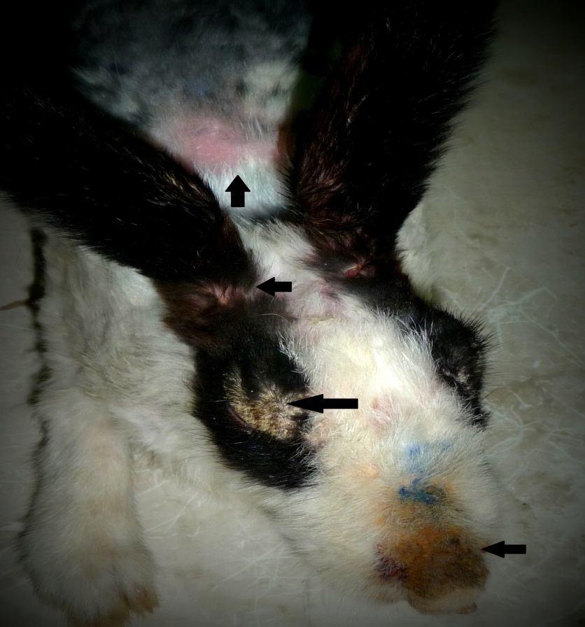 EXPERIMENTAL TRANSMISSION OF CANINE SCABIES TO DOMESTIC RABBITS 1451 infested animals was also observed. The rabbits became restless and they scratched the infected area with their nails.