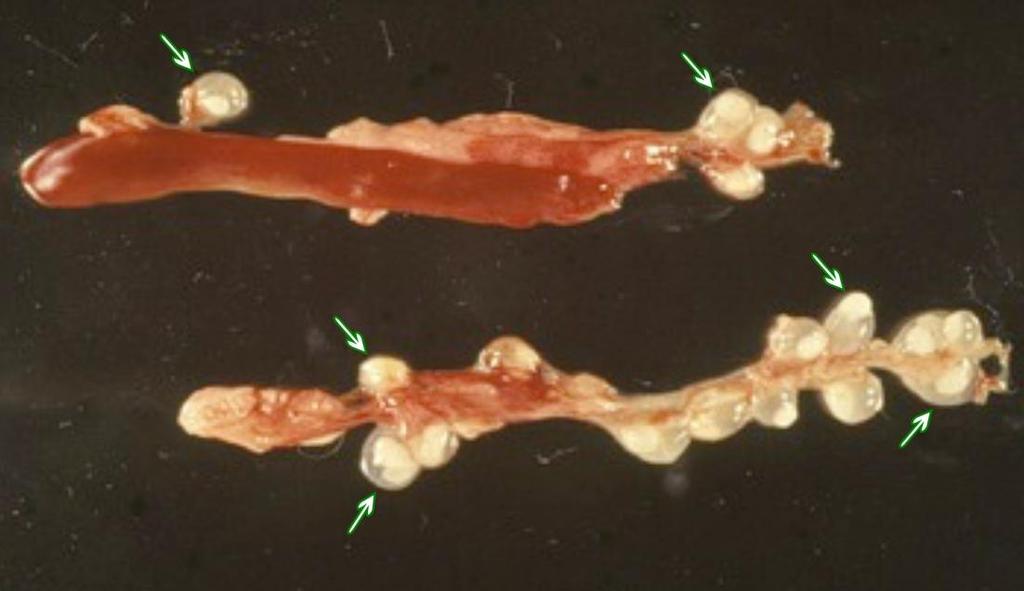 Cysticercus pisiformis in