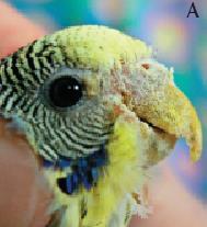 hyperkeratosis Clinical signs will include the bird having distorted legs and claws and may appear lame.