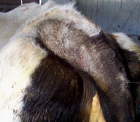 5. Chorioptes bovis Pathogenesis Dairy cows in winter Minor pathogen with lesions on neck, tail & lower legs which usually resolve