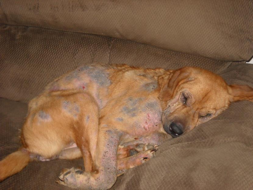 crusting Severe cases are accompanied by a foul smelling putrid odor & are difficult to cure 8. Demodex spp. Two forms of canine demodecosis: 1.