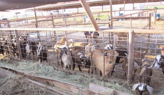 If you are not familiar with the dairy goat ration, work closely with your county Extension agent or another person who is knowledgeable in formulating diets for goats.
