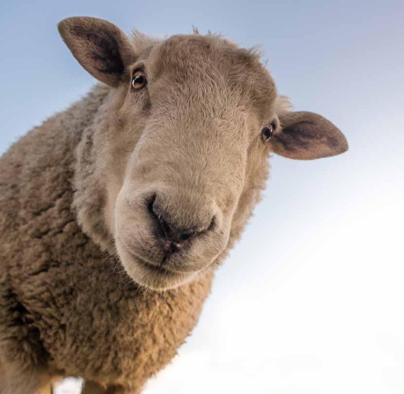 Project Funding and Governance The NSHMP is funded by sheep meat and wool levies and is managed by Animal Health Australia (AHA) on behalf of the Sheepmeat Council