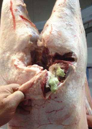 Cheesy gland Cause: bacterial disease causing lymph node abscesses throughout the body, usually a problem for older sheep.