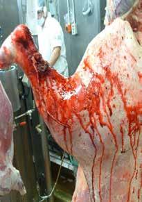 Significance at abattoir: increased carcase trimming and decreased carcase weight. Prevention: vaccinate, hygienic marking and shearing practices. 5 4 3 2 1 Figure 4.