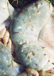 Knotty gut Cause: larval stage of the nodule worm (Oesphagostomum columbianum) cause lesions on the intestines. On-farm impact: heavy infections can cause diarrhoea. Usually in younger animals.
