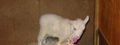 raise white registered Angora goats and healthy, sensible AKC Collies.