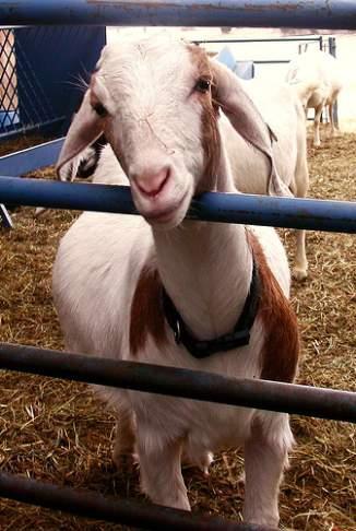 Vaccination Program for Mature Goats Does Vaccinate 1 to 2 months prior to kidding for Clostridium perfringens type C & D plus Tetanus toxoid.