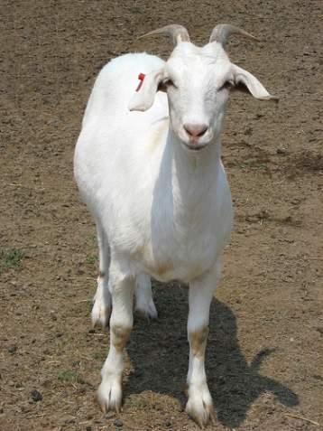 Biosecurity for Goat Farms Don t mix your goats with other goats (or sheep). Don t loan goats. Don t board goats.